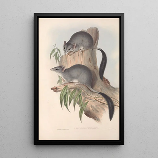 John Gould - The mammals of Australia Pl026.webp