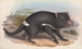 De zoogdieren van Australië Pl027 - John Gould — weergave van het kunstwerk