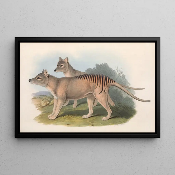 De zoogdieren van Australië, Pl. 032 - John Gould — ingelijst kunstwerk aan de muur