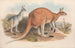 De zoogdieren van Australië Pl043 - John Gould — weergave van het kunstwerk