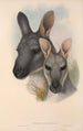 Les mammifères d'Australie Pl046 - John Gould — weergave van het kunstwerk