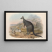 De zoogdieren van Australië, Pl047 - John Gould — ingelijst kunstwerk aan de muur