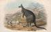 De zoogdieren van Australië, Pl047 - John Gould — weergave van het kunstwerk