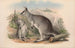 De zoogdieren van Australië Pl049 - John Gould — weergave van het kunstwerk
