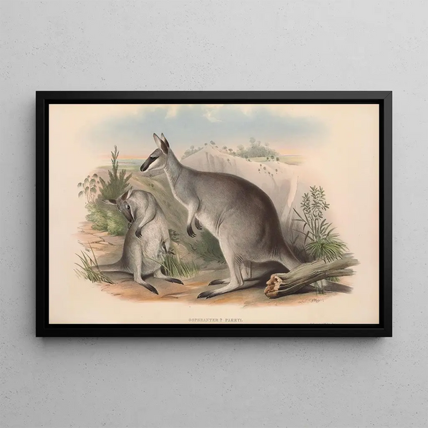 De zoogdieren van Australië Pl049 - John Gould — ingelijst kunstwerk aan de muur