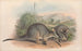 De Zoogdieren van Australië Pl057 - John Gould — weergave van het kunstwerk