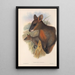 De zoogdieren van Australië Pl058 - John Gould — ingelijst kunstwerk aan de muur
