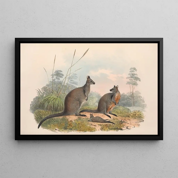 De zoogdieren van Australië, pl. 059 - John Gould — ingelijst kunstwerk aan de muur