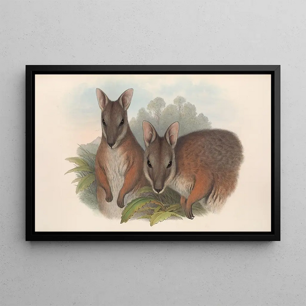 De zoogdieren van Australië Pl065 - John Gould — ingelijst kunstwerk aan de muur