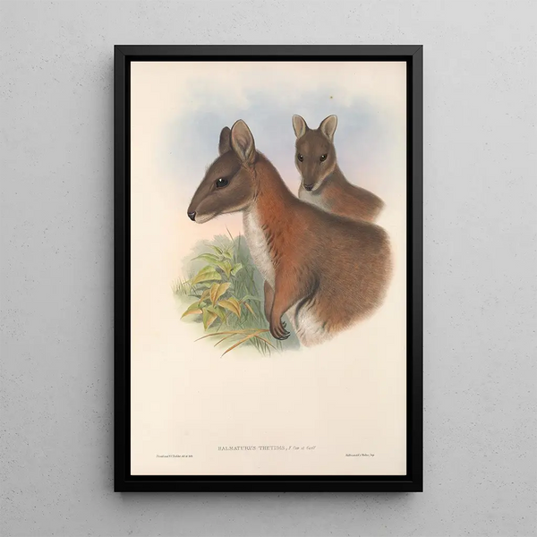 John Gould - The mammals of Australia Pl067.webp