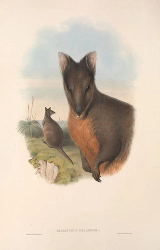 John Gould - The mammals of Australia Pl071.webp