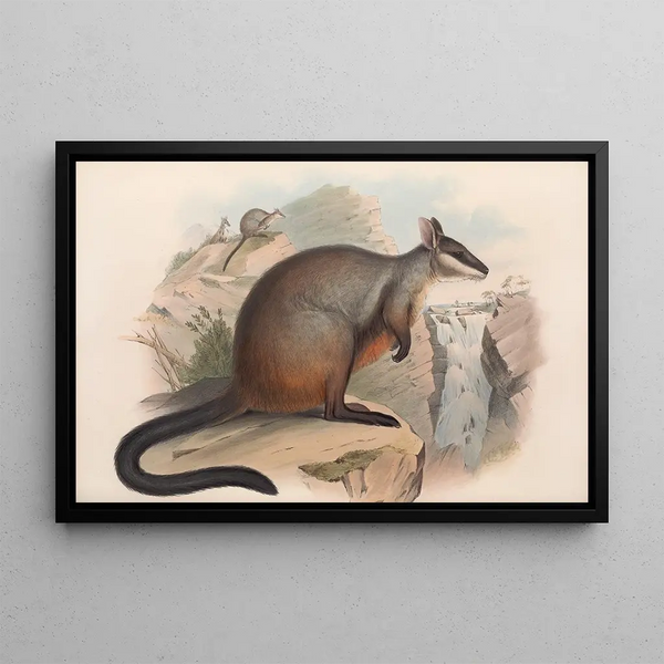 De zoogdieren van Australië Pl076 - John Gould — ingelijst kunstwerk aan de muur