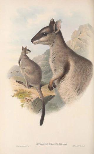 John Gould - The mammals of Australia Pl083.webp