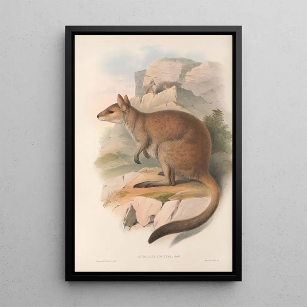 John Gould - The mammals of Australia Pl084.webp