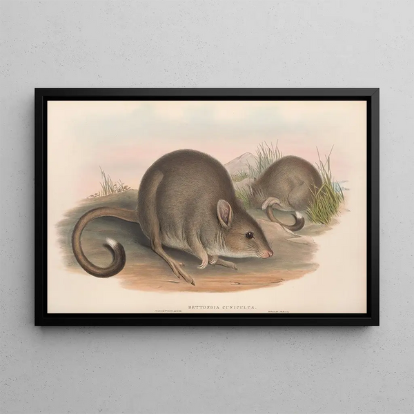 De zoogdieren van Australië Pl099 - John Gould — ingelijst kunstwerk aan de muur