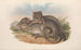 De zoogdieren van Australië Pl100 - John Gould — weergave van het kunstwerk