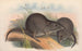 De zoogdieren van Australië Pl105 - John Gould — weergave van het kunstwerk