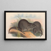 De zoogdieren van Australië Pl105 - John Gould — ingelijst kunstwerk aan de muur
