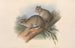 De Zoogdieren van Australië Pl109 - John Gould — weergave van het kunstwerk