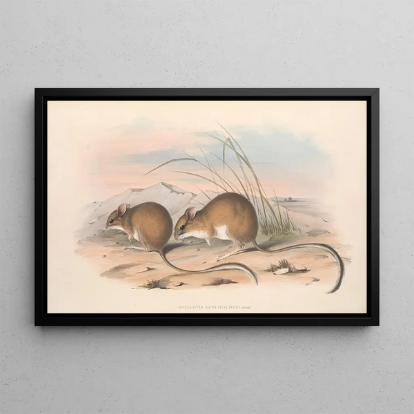 John Gould - The mammals of Australia Pl114.webp