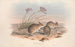 Les Mammifères d'Australie Pl115 - John Gould — artwork view