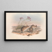 Les Mammifères d'Australie Pl115 - John Gould — framed artwork on a wall