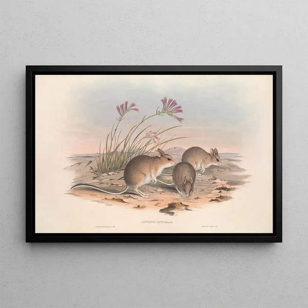 John Gould - The mammals of Australia Pl115.webp