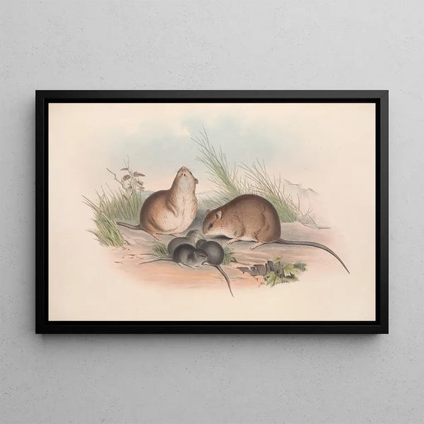 De zoogdieren van Australië Pl120 - John Gould — ingelijst kunstwerk aan de muur
