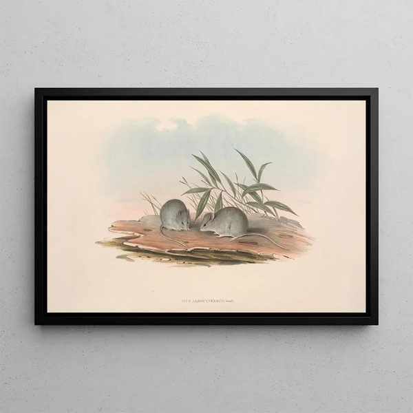 John Gould - The mammals of Australia Pl127.webp