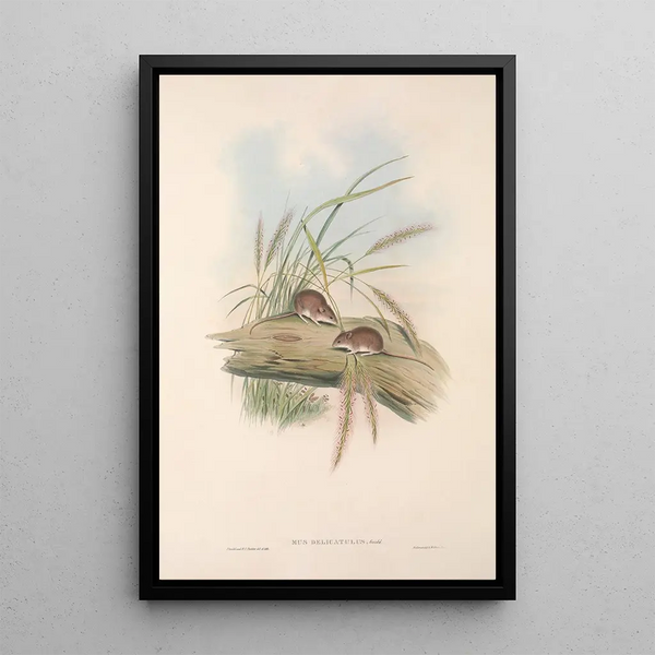 John Gould - The mammals of Australia Pl129.webp
