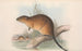 De zoogdieren van Australië Pl131 - John Gould — weergave van het kunstwerk