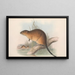 De zoogdieren van Australië Pl131 - John Gould — ingelijst kunstwerk aan de muur
