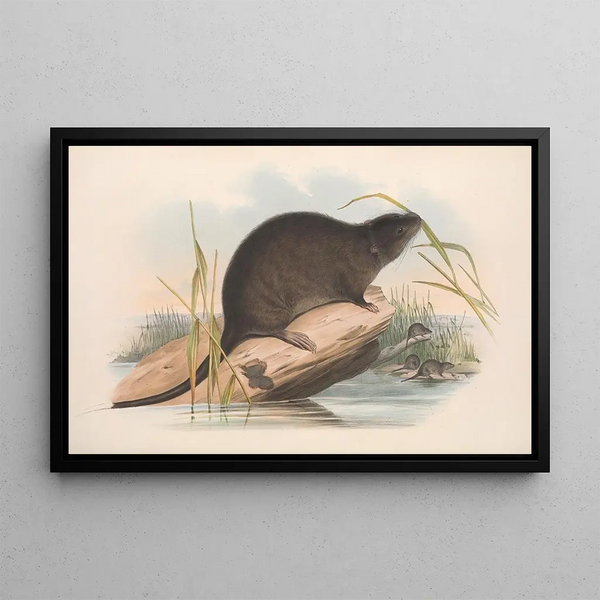 De Zoogdieren van Australië Pl133 - John Gould — ingelijst kunstwerk aan de muur