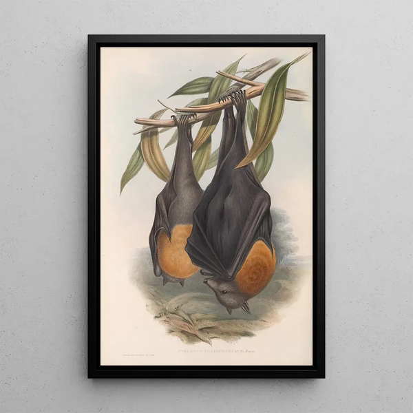 John Gould - The mammals of Australia Pl134.webp