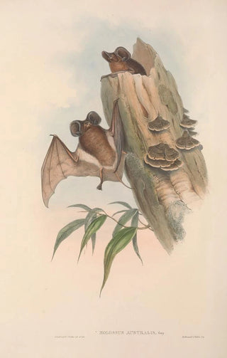 John Gould - The mammals of Australia Pl137.webp