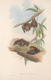 De zoogdieren van Australië Pl139 - John Gould — weergave van het kunstwerk