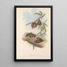 De zoogdieren van Australië Pl139 - John Gould — ingelijst kunstwerk aan de muur