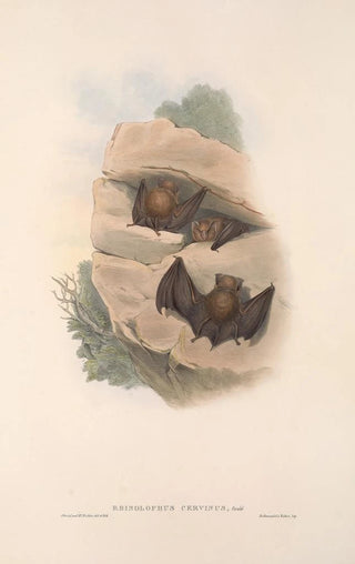 John Gould - The mammals of Australia Pl140.webp