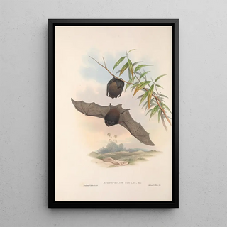 John Gould - The mammals of Australia Pl146.webp