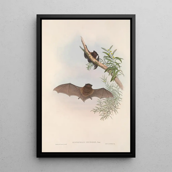 John Gould - The mammals of Australia Pl148.webp
