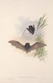 Les mammifères d'Australie Pl150 - John Gould — weergave van het kunstwerk