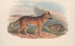 De zoogdieren van Australië Pl158 - John Gould — weergave van het kunstwerk