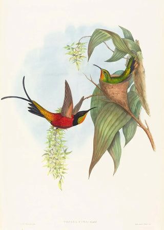 John Gould - Topaza pyra.webp