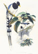 Urocissa cucullata - John Gould — weergave van het kunstwerk