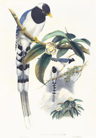 John Gould - Urocissa cucullata.webp