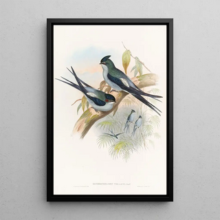 John Gould - Wallaces TreeSwift.webp