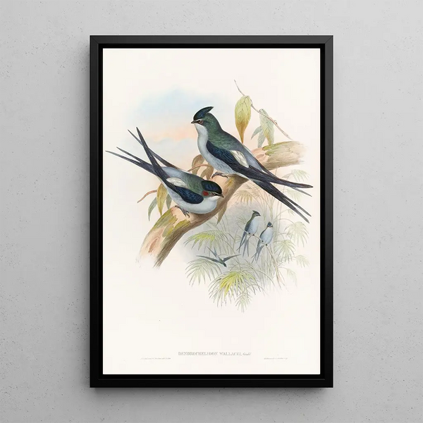 John Gould - Wallaces TreeSwift.webp