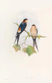Hirondelle de mosquée occidentale - John Gould — weergave van het kunstwerk