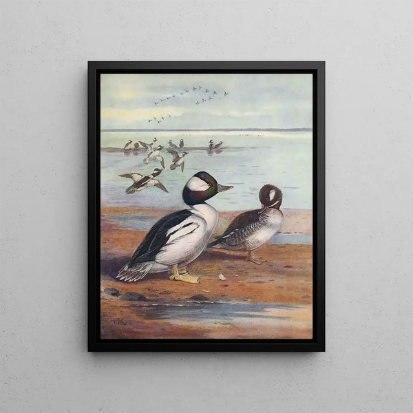 John Guille Millais - BuffleHeaded Duck.webp