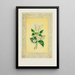 Jasmin et fleur de fraisier - John Henry Ingram — ingelijst kunstwerk aan de muur